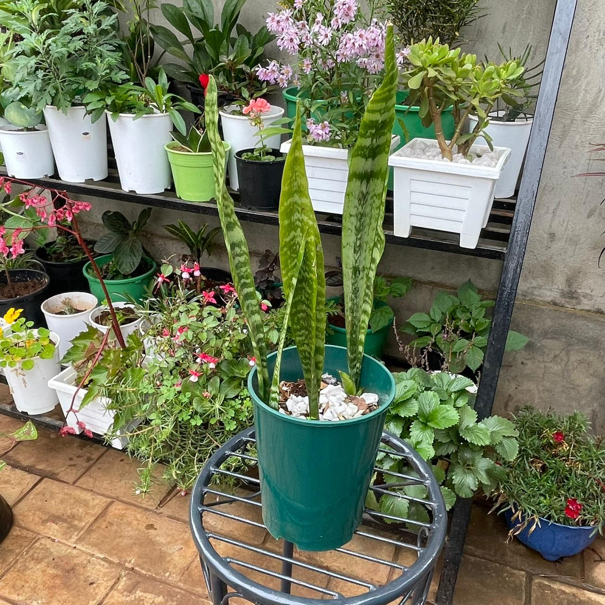 Premium Snake Plant (Sansevieria Trifasciata) – NASA-Certified Air Purifier & Zero-Maintenance Indoor Beauty