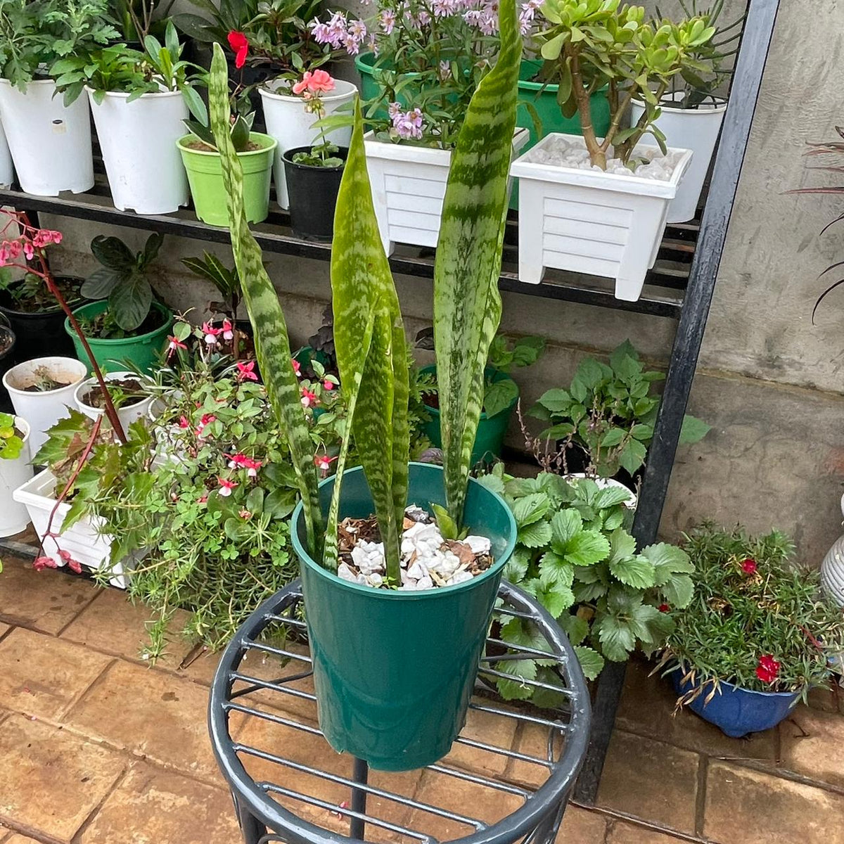 Premium Snake Plant (Sansevieria Trifasciata) – NASA-Certified Air Purifier & Zero-Maintenance Indoor Beauty