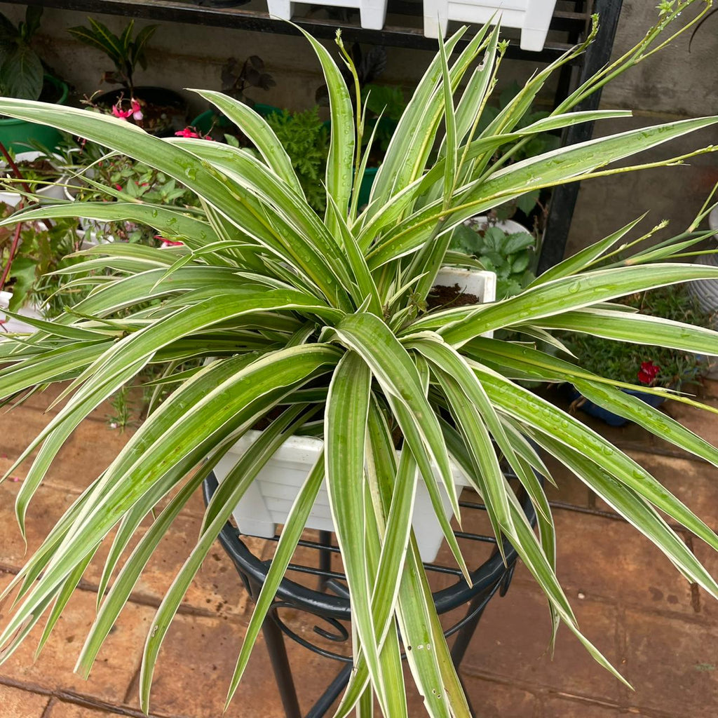 Close view of Spider Plant foliage in white plastic planter