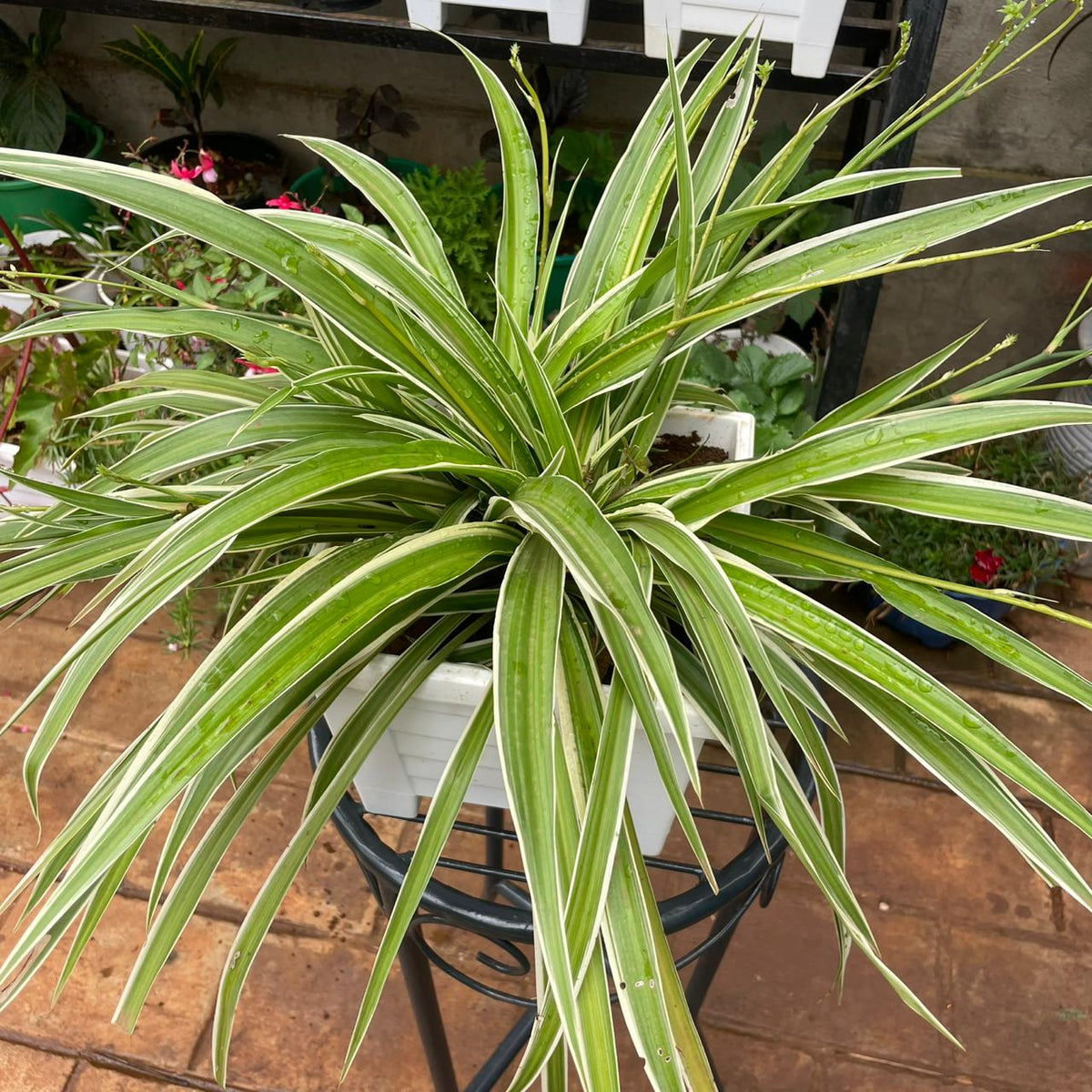 Close view of Spider Plant foliage in white plastic planter