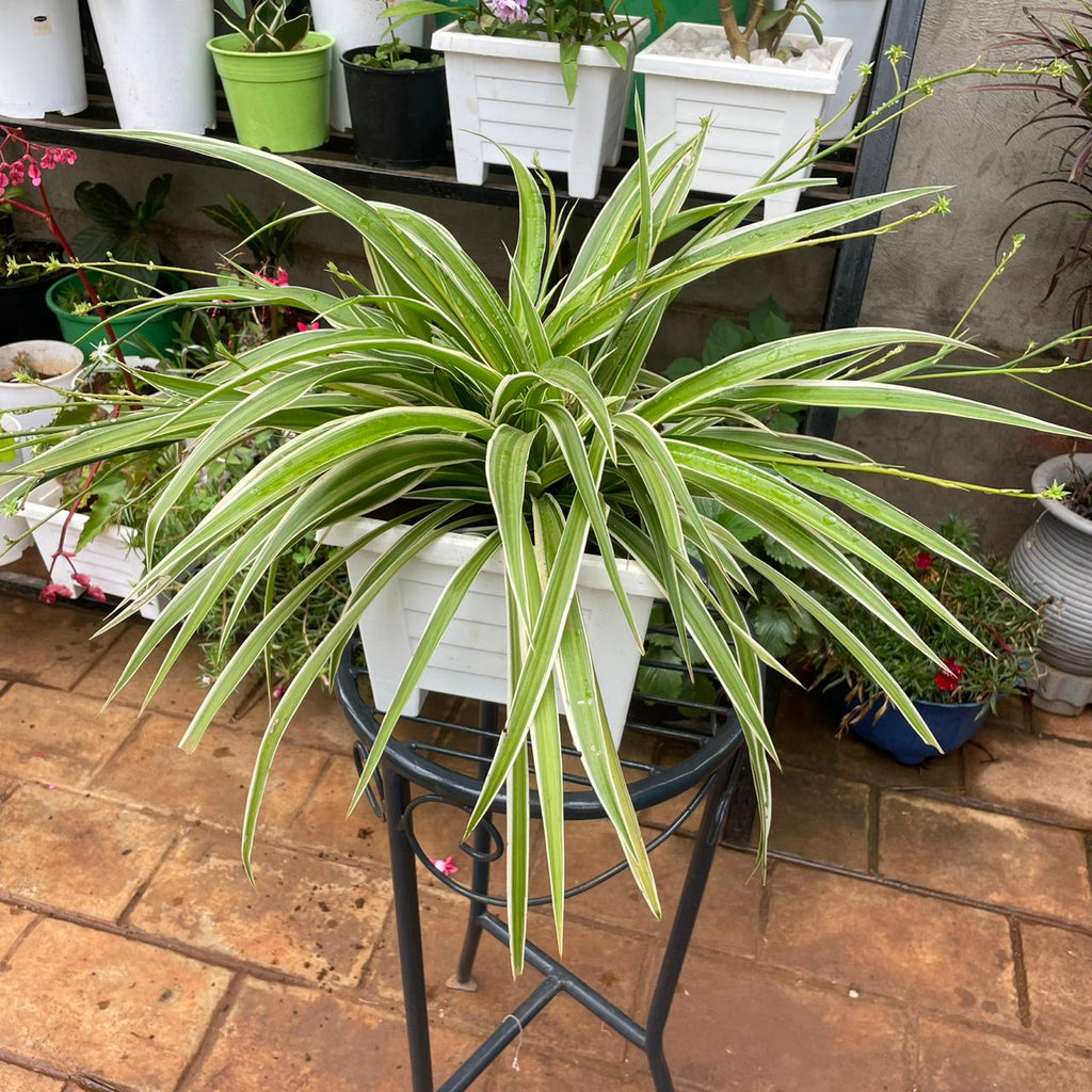 Spider Plant with striped arching leaves in a white plastic planter