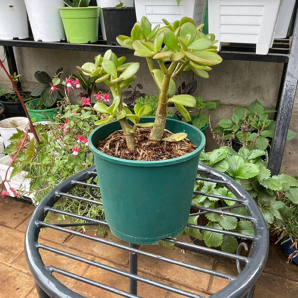 Jade Plant fleshy leaves and branching stems in a green planter