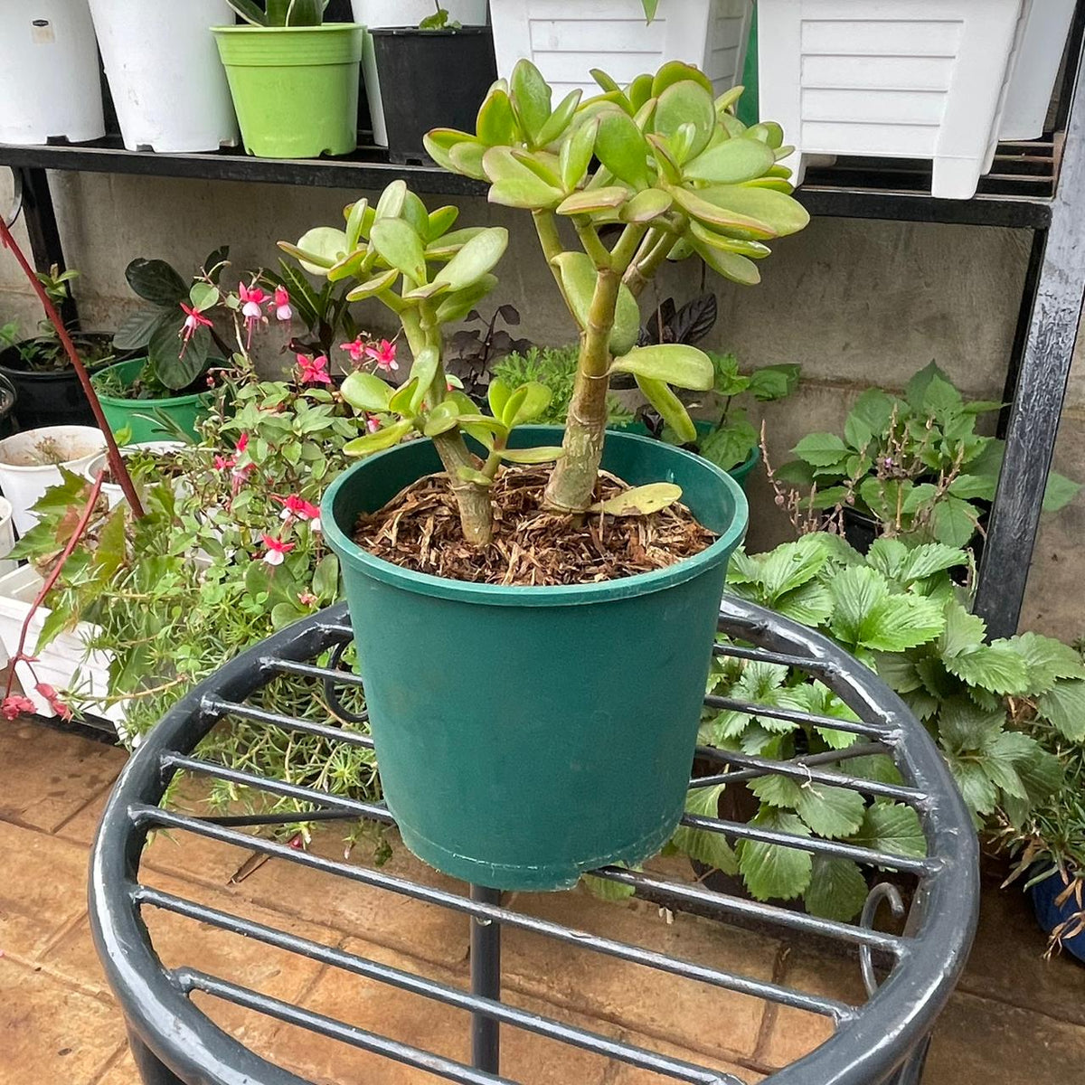 Jade Plant fleshy leaves and branching stems in a green planter