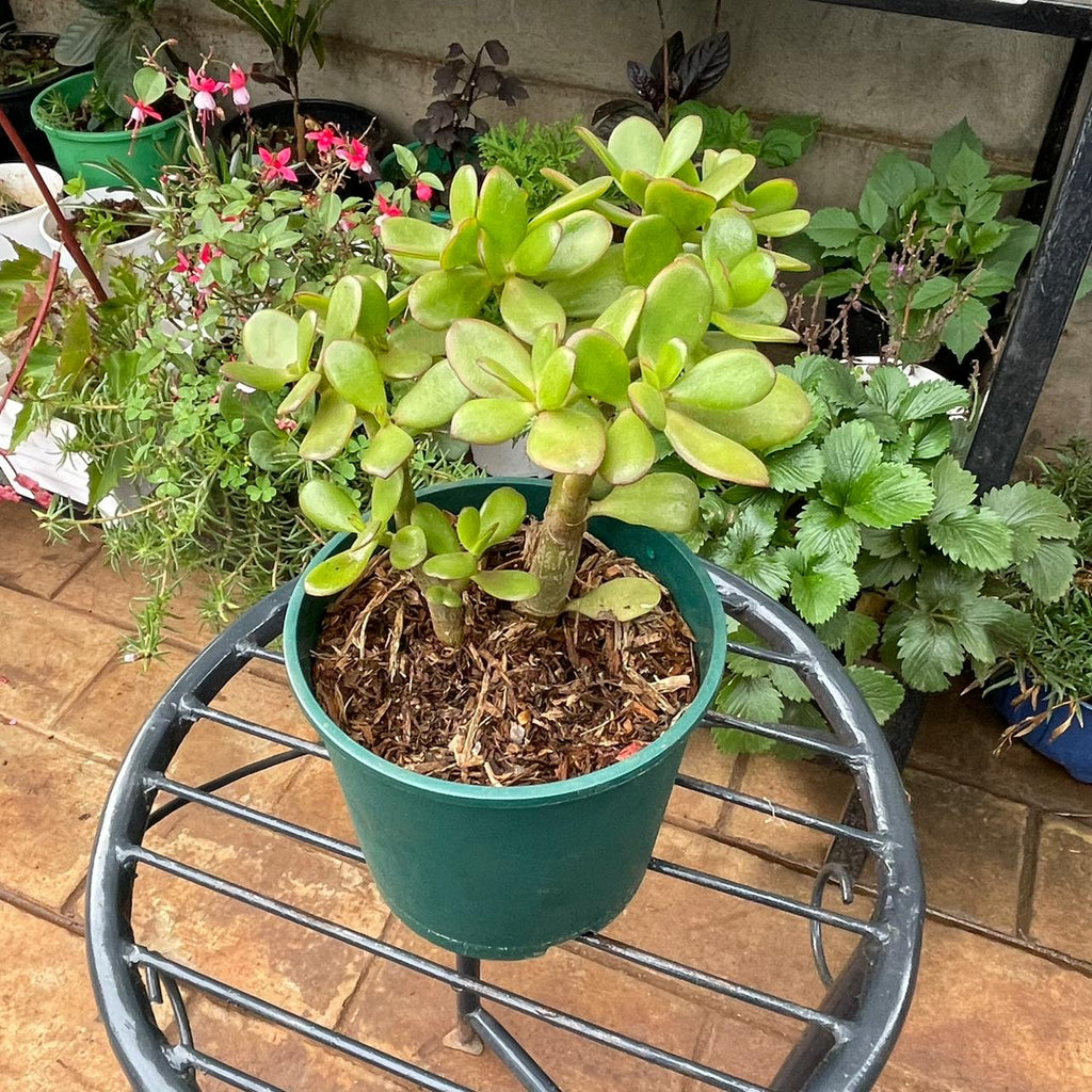 Jade Plant in a green 1 litre planter, front view