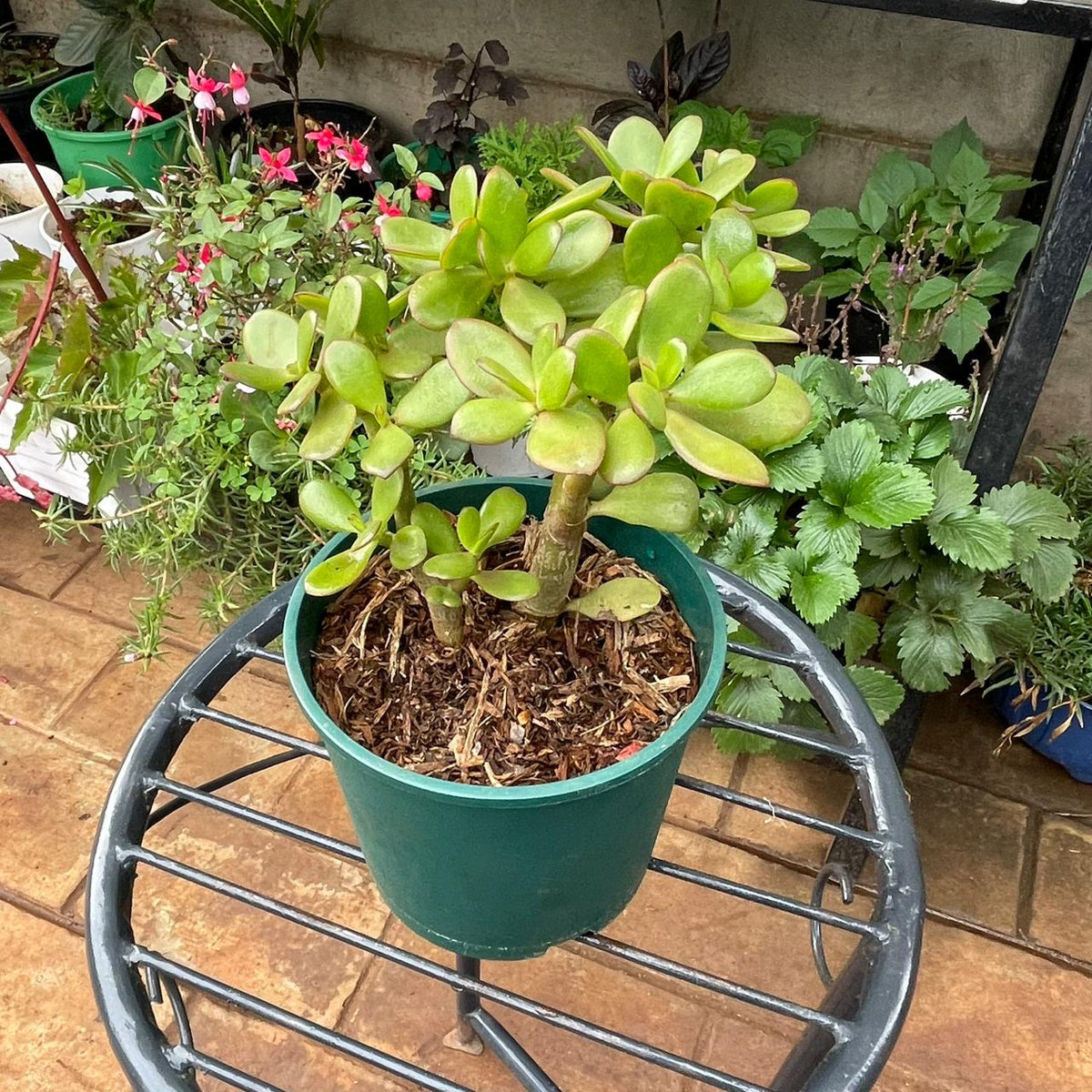 Jade Plant in a green 1 litre planter, front view