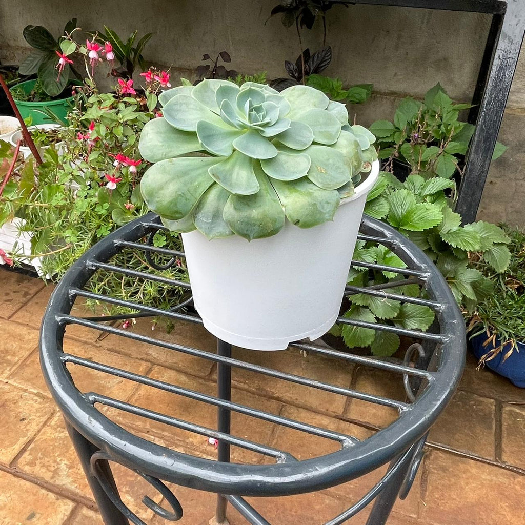 Top view of Echeveria succulent in white planter