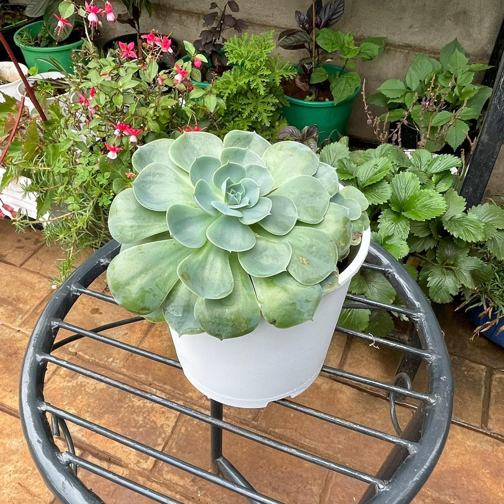 Blue-green Echeveria rosette in a white planter