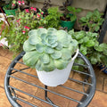 Blue-green Echeveria rosette in a white planter