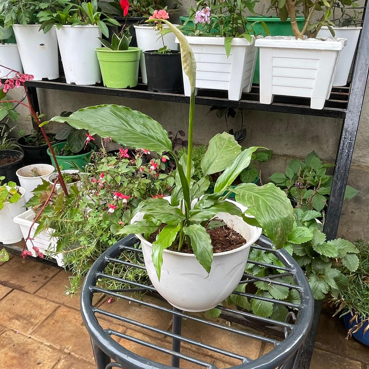Peace Lily in a white ceramic planter, side view