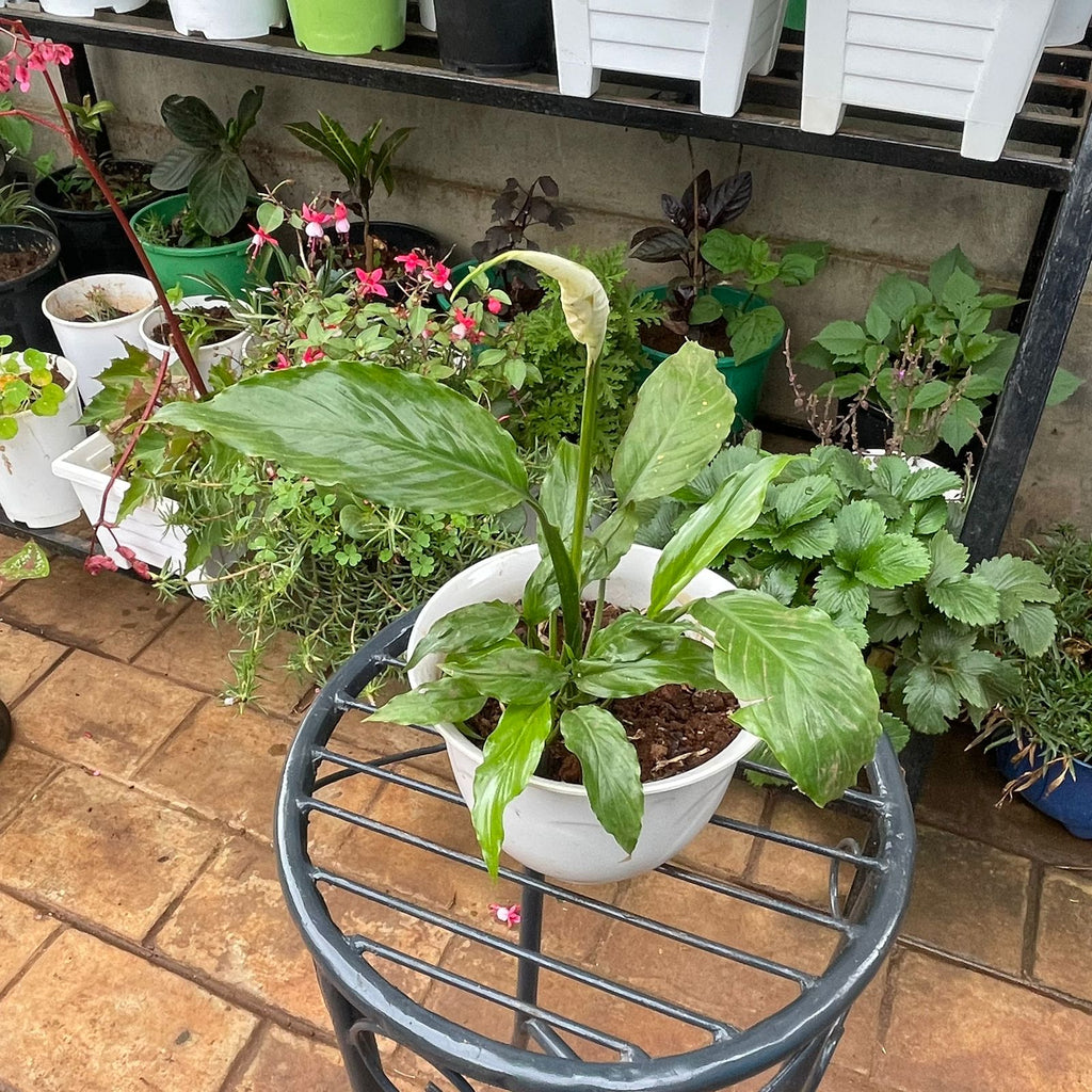 Peace Lily with green foliage and pale bloom in white ceramic planter