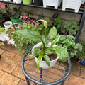 Peace Lily with green foliage and pale bloom in white ceramic planter