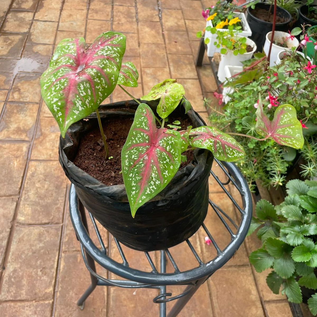 Heart of Jesus Caladium with pink and green leaves in a nursery grow bag