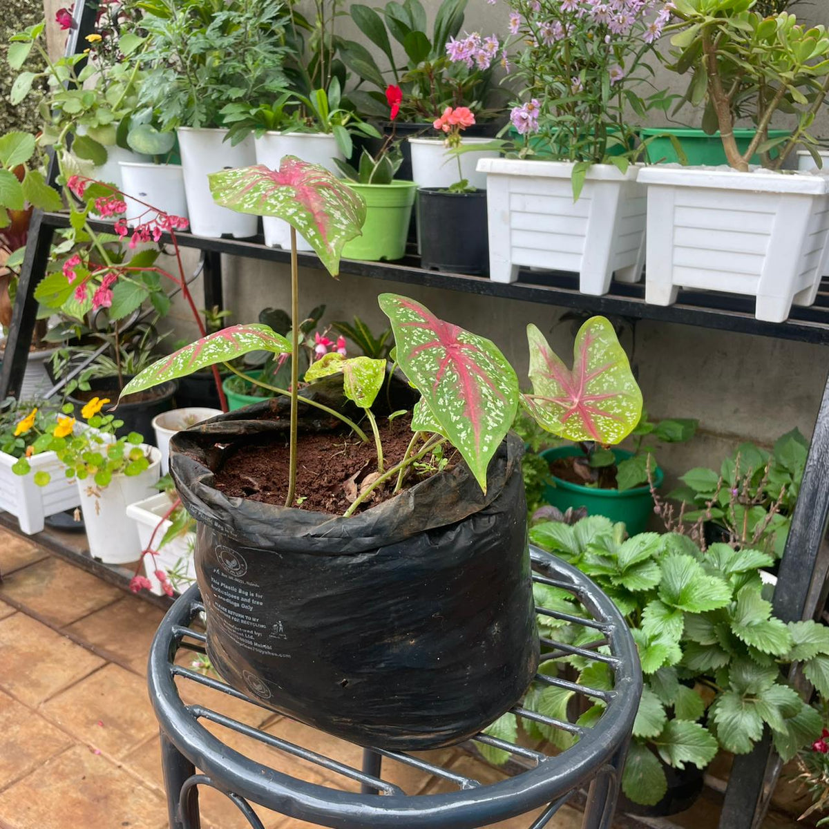 Heart of Jesus Caladium foliage and nursery grow bag