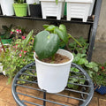 Chinese Money Plant with round green leaves in white planter