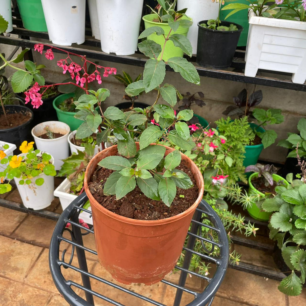 Fuchsia foliage in temporary 4 litre nursery planter