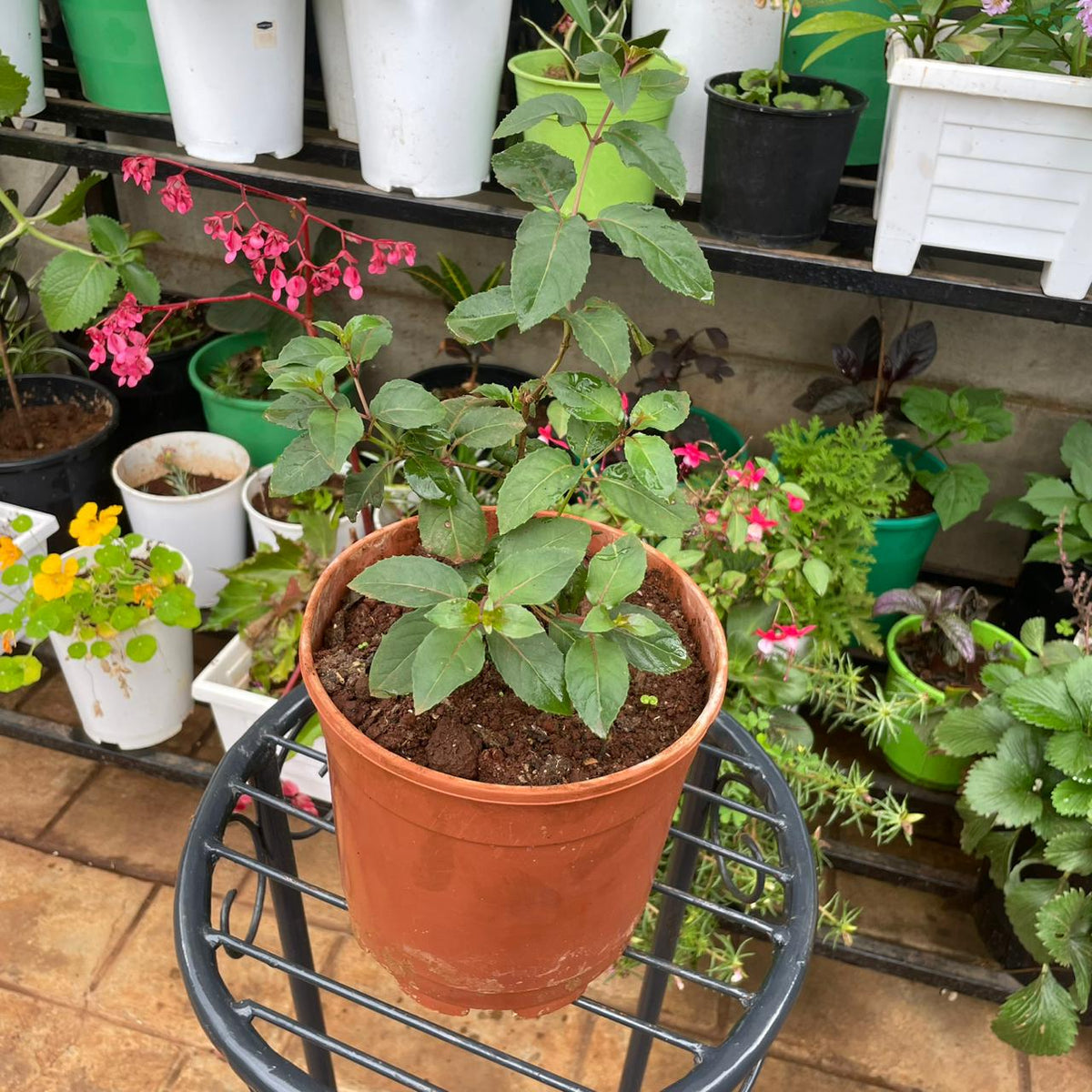 Fuchsia foliage in temporary 4 litre nursery planter
