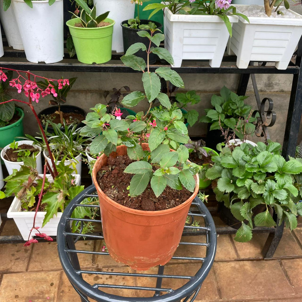 Red and White Fuchsia in temporary brown 4 litre nursery planter