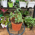 Red and White Fuchsia in temporary brown 4 litre nursery planter
