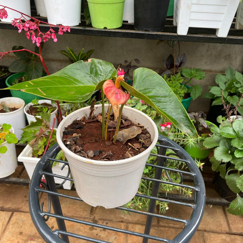 Anthurium with pink spathe and glossy leaves in a white ceramic planter