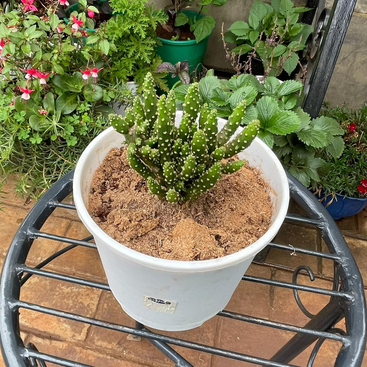 Close view of upright cactus stems with white areoles in white planter