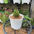Clustered green cactus in a white planter, front view