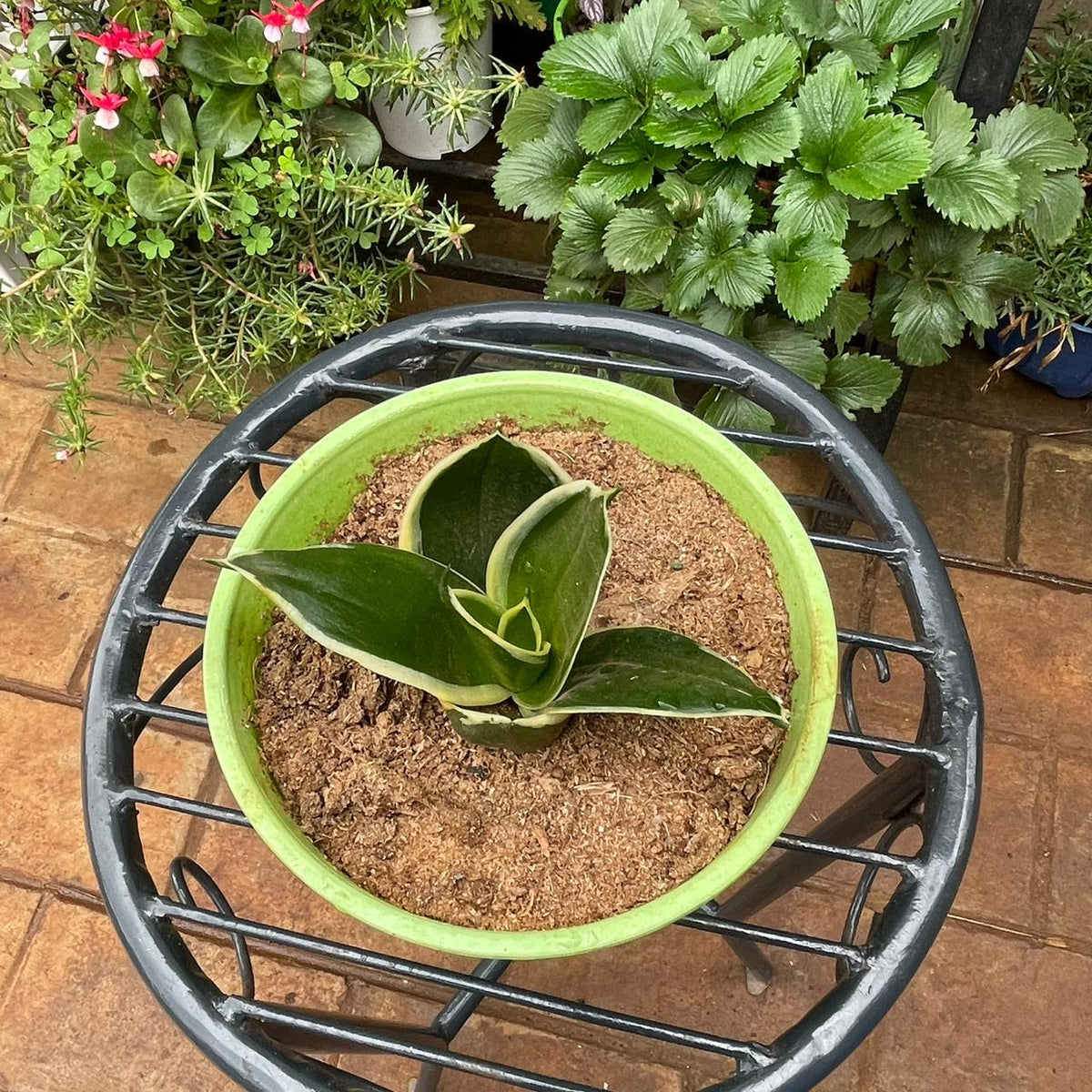 Top view of Dwarf Snake Plant leaves in green planter
