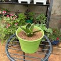 Dwarf Snake Plant in green 1 litre planter, front view
