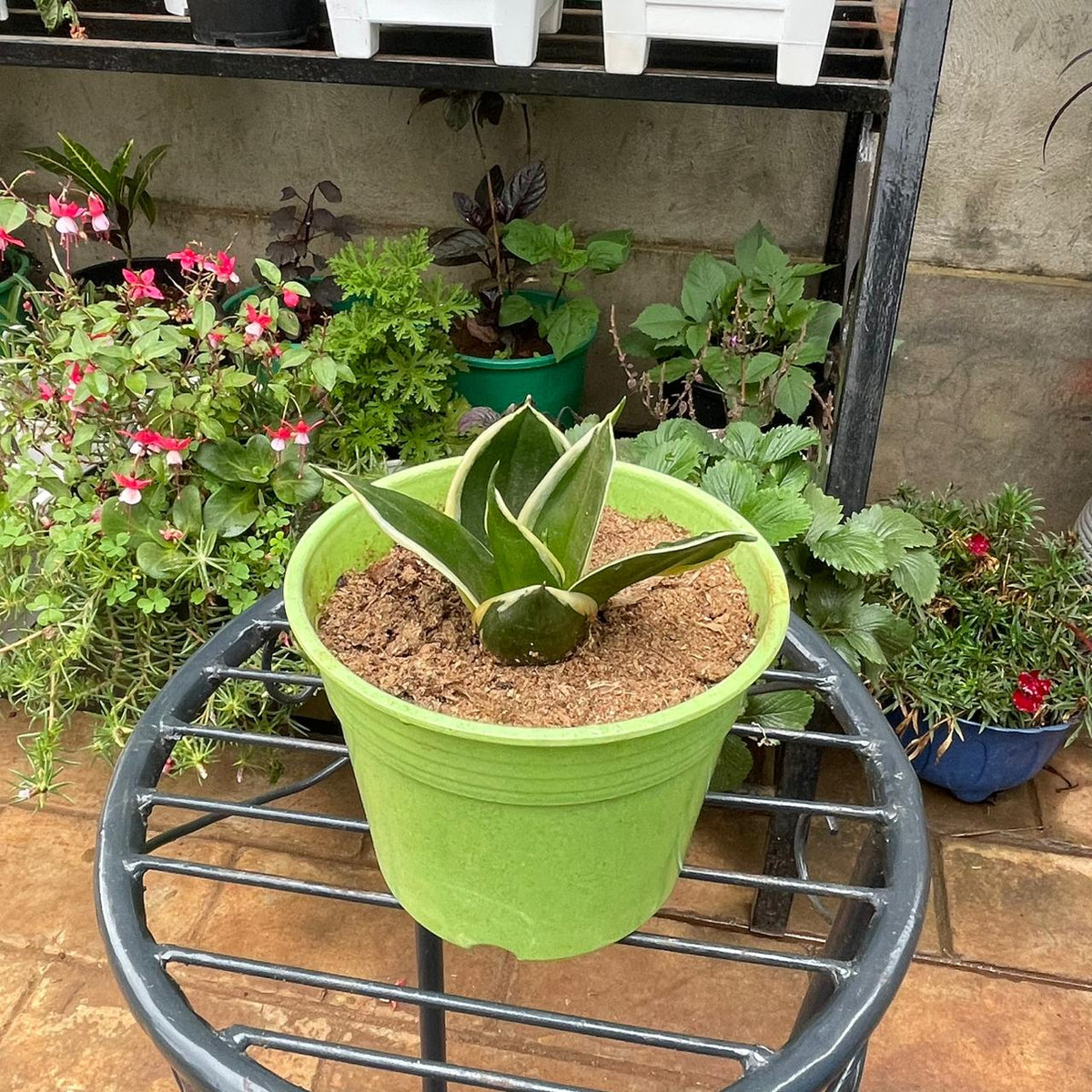Dwarf Snake Plant in green 1 litre planter, front view