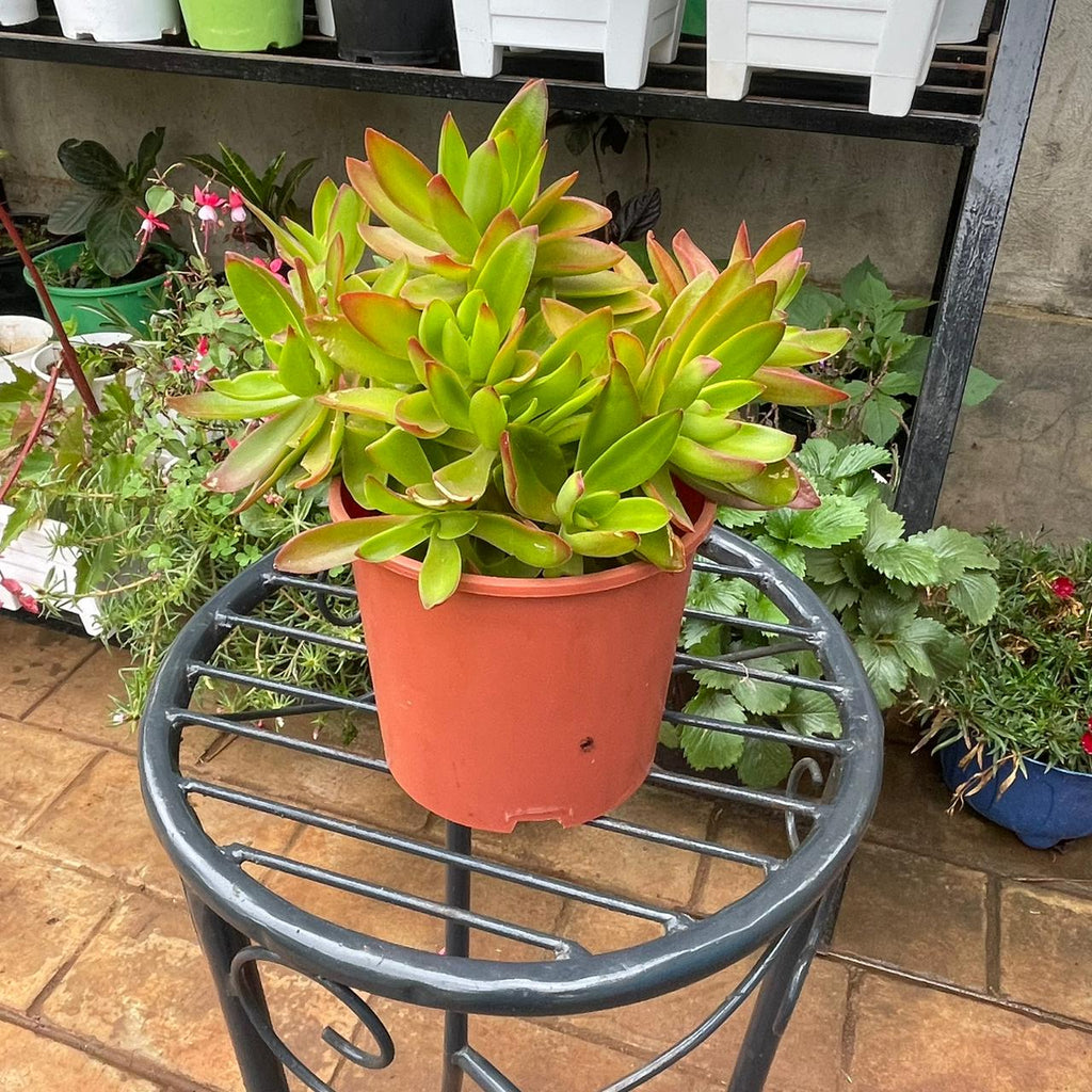 Top view of Crassula succulent with green and rosy-edged leaves