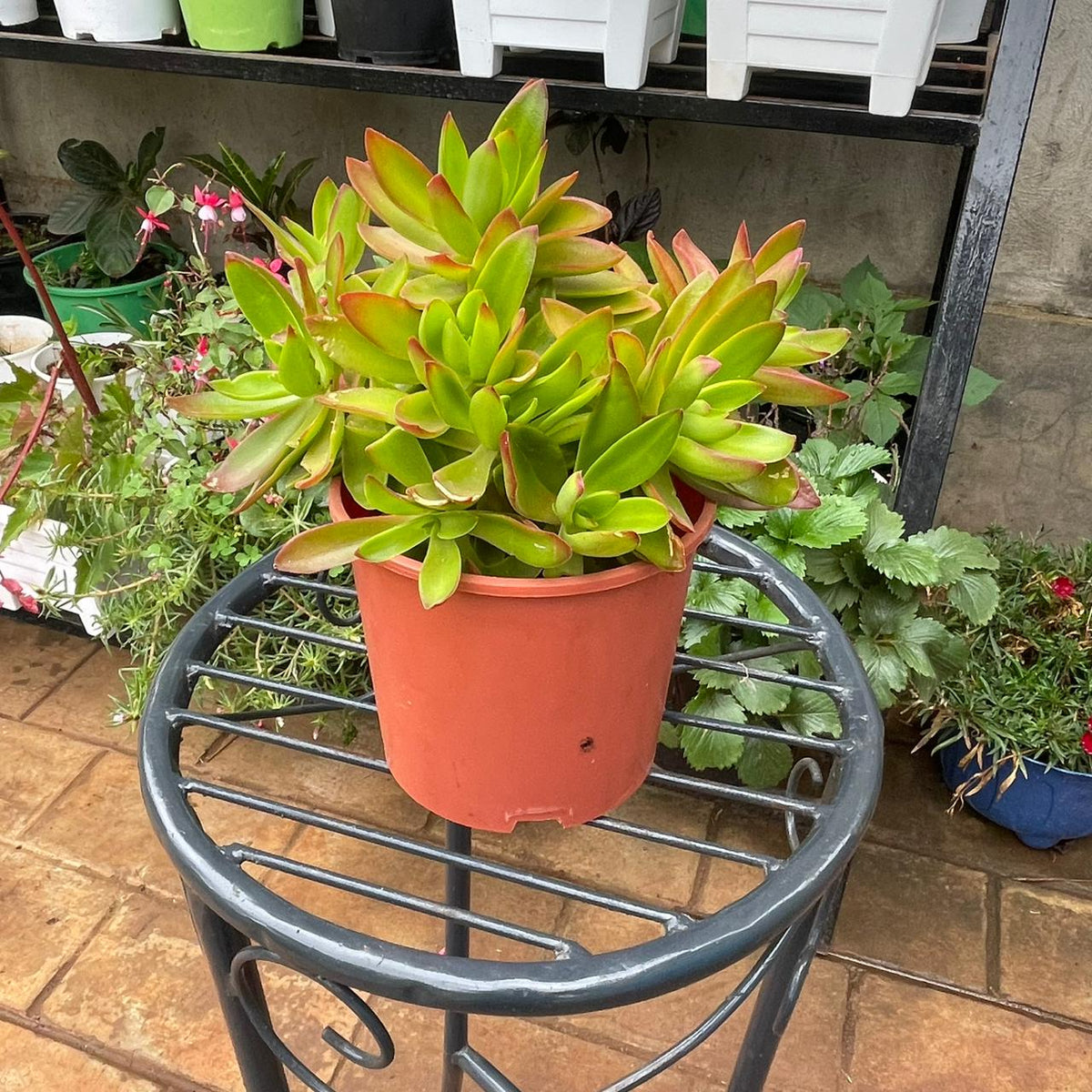 Top view of Crassula succulent with green and rosy-edged leaves