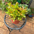 Crassula succulent in a brown 1 litre plastic planter, front view