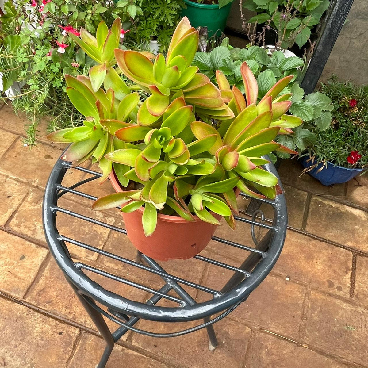 Crassula succulent in a brown 1 litre plastic planter, front view