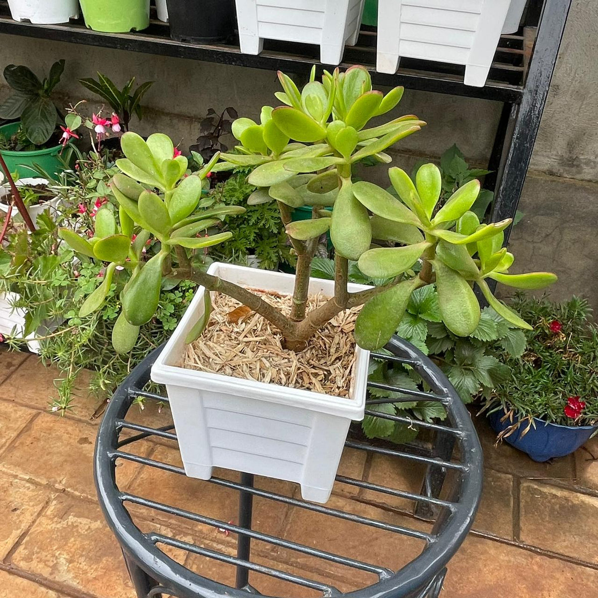 Jade Plant green leaves and square planter from above