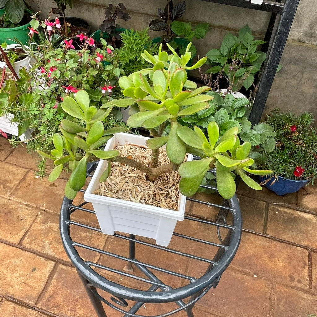 Side view of Jade Plant in square white planter