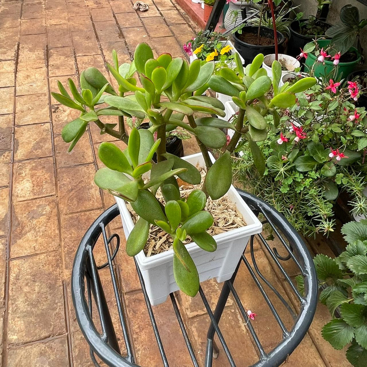 Top view of Jade Plant foliage in square white planter