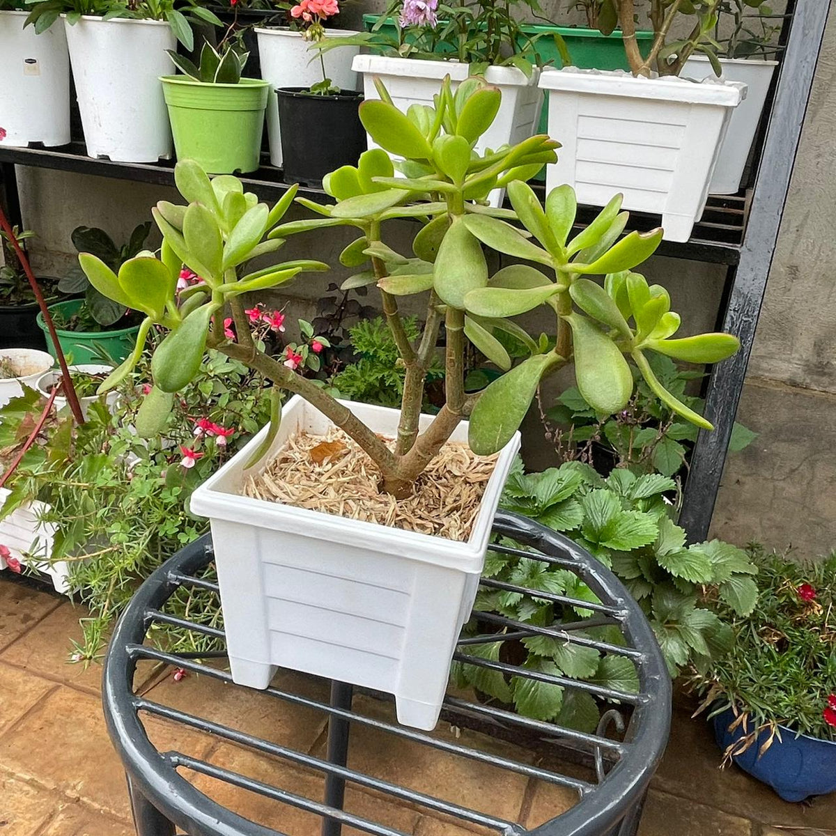 Jade Plant with branching stems in square white planter
