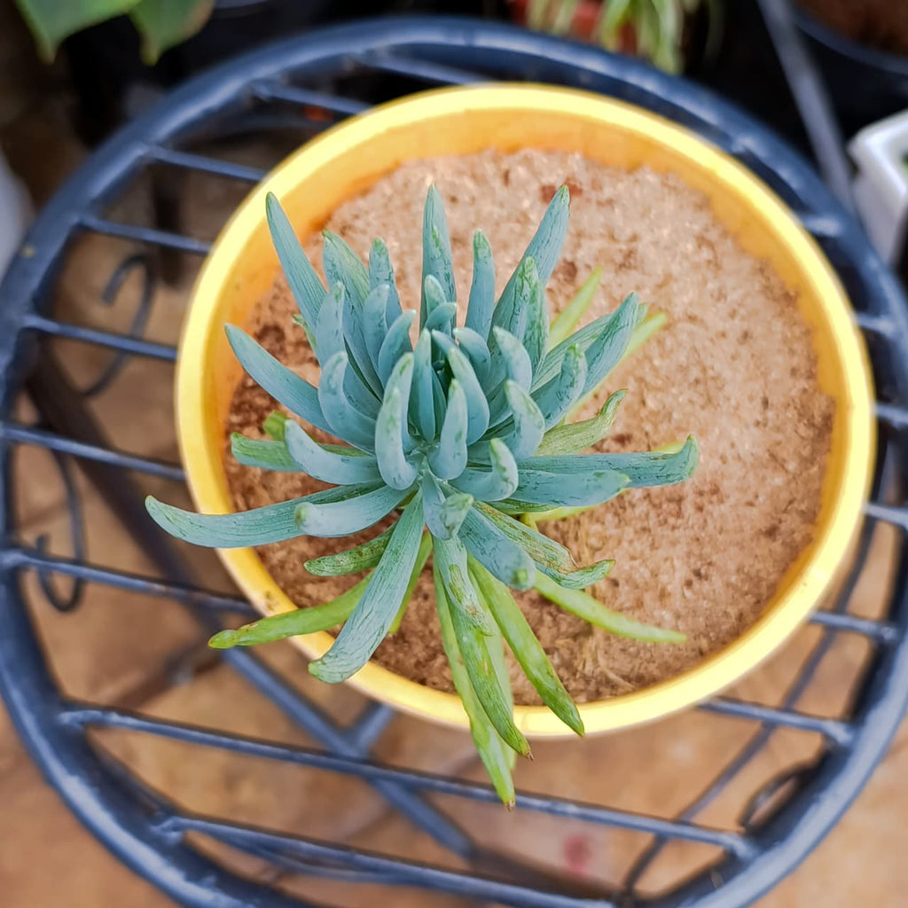 Potted Blue Chalksticks succulent with blue-green upright foliage