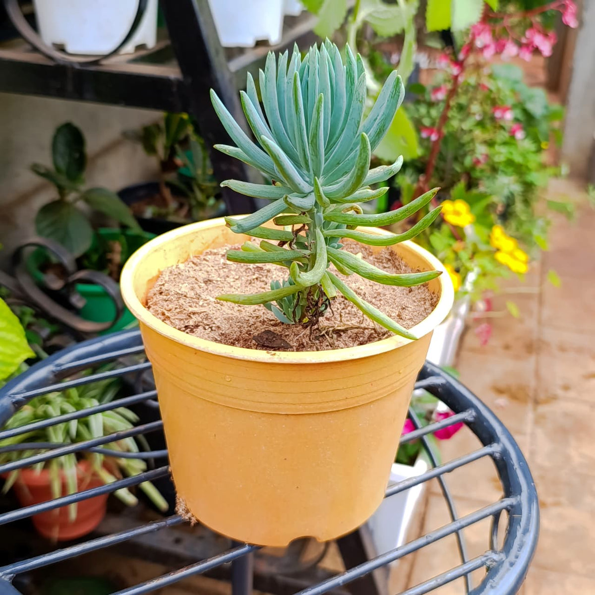 Blue Chalksticks succulent in yellow pot from an angle