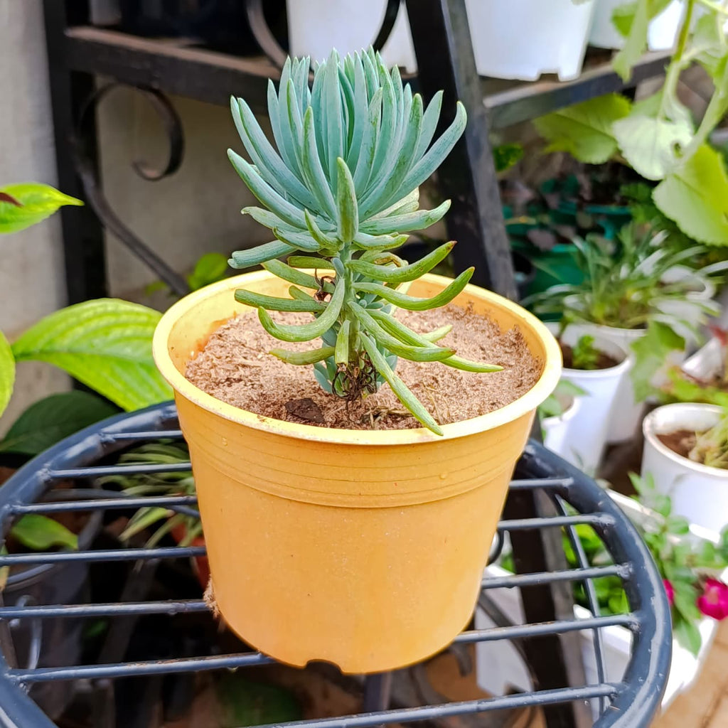 Side view of potted Blue Chalksticks succulent
