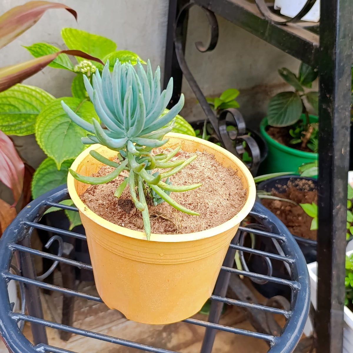 Top view of blue-green Blue Chalksticks succulent in a yellow pot