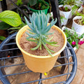 Blue Chalksticks succulent in a yellow pot, front view