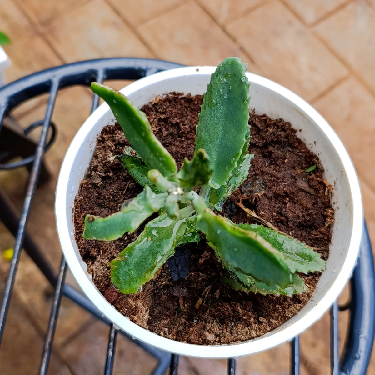 Mother of Thousands succulent in a white pot on a garden table