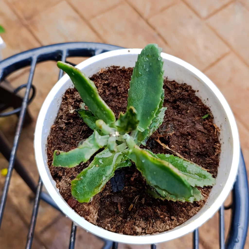 Overhead angled view of Mother of Thousands in white pot