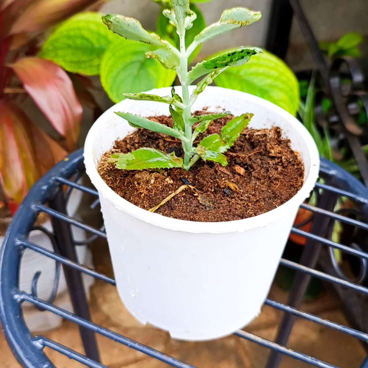 Side view of potted Mother of Thousands succulent
