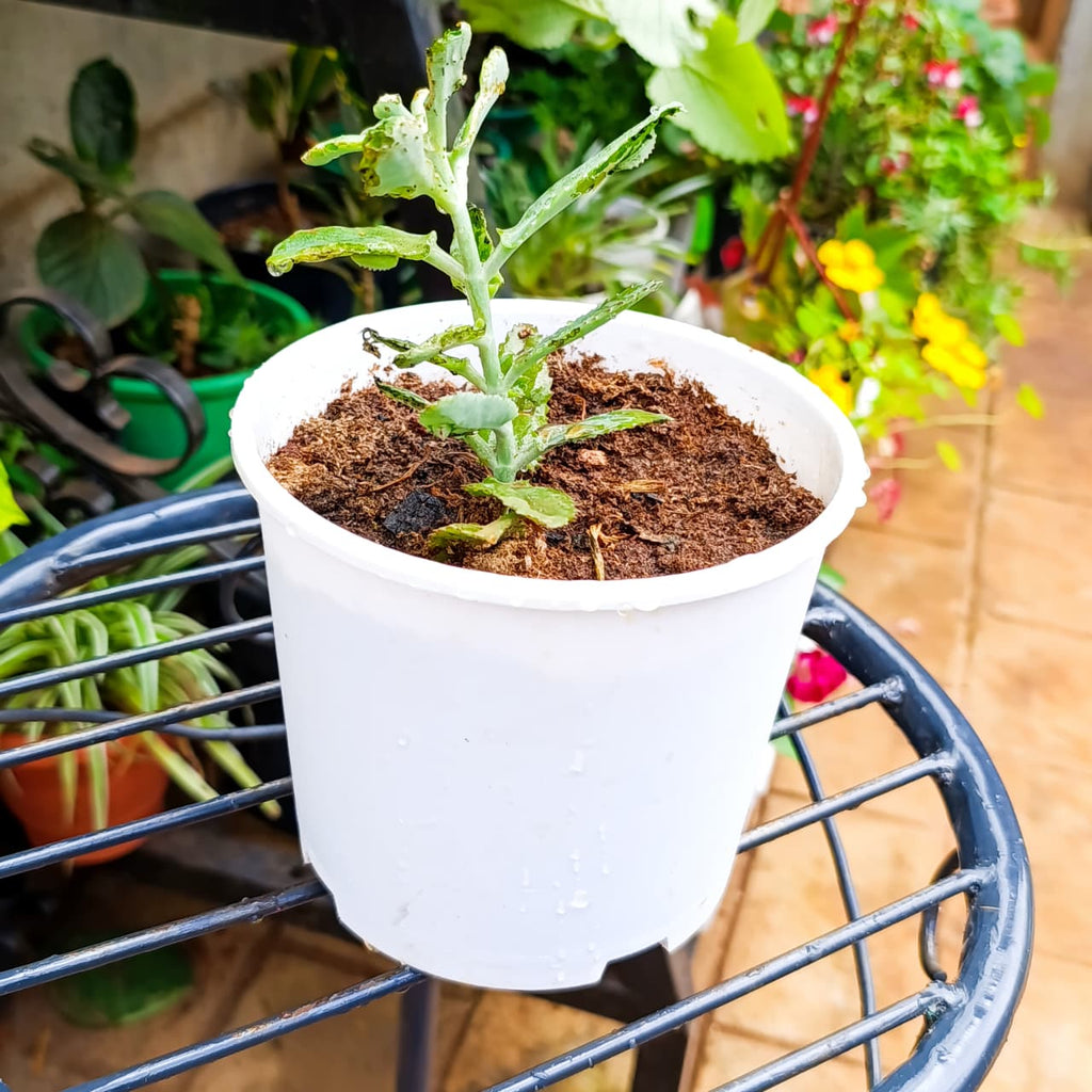 Close view of Kalanchoe daigremontiana leaves in a white pot