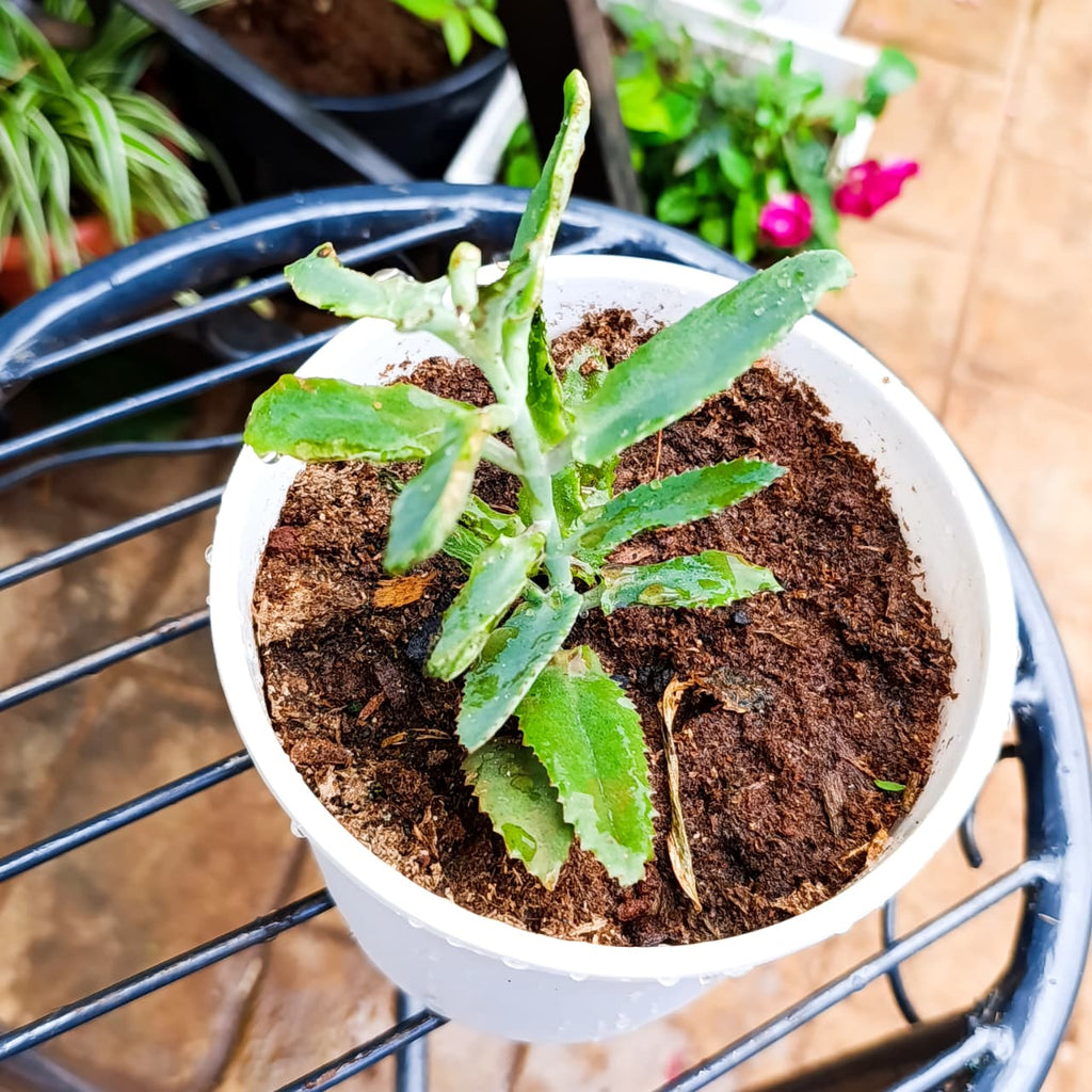 Top view of Mother of Thousands succulent in a white pot