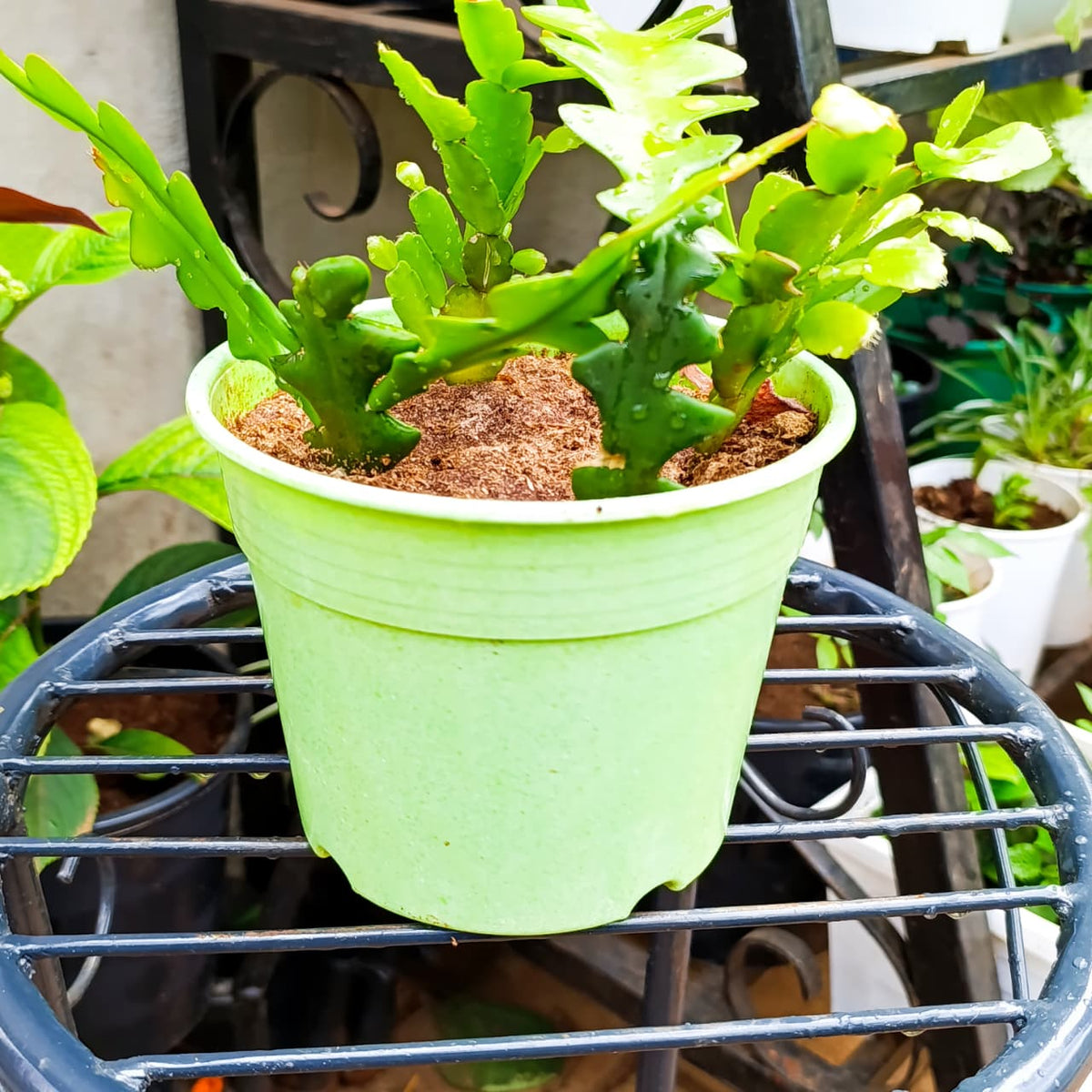 Green segmented cactus in a pale green pot at Jowaki Gardens