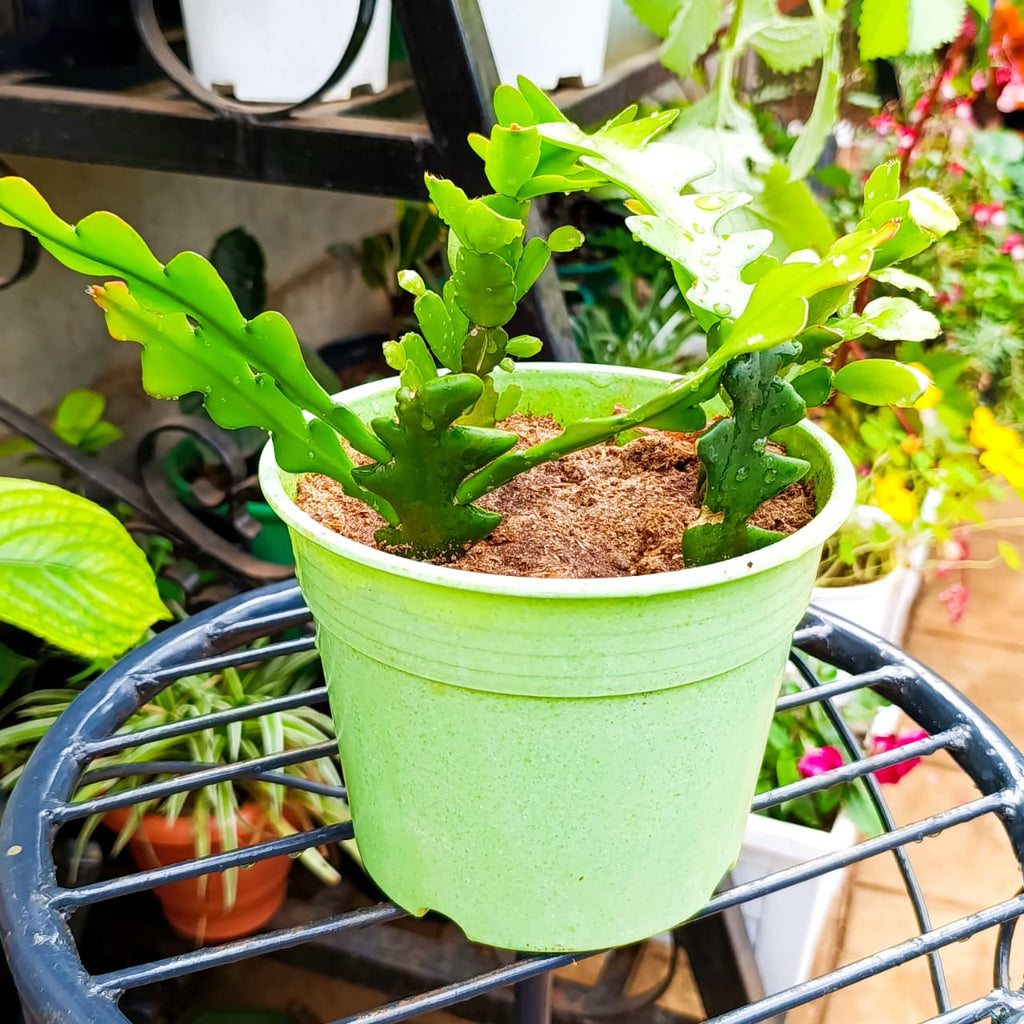 Top view of potted green cactus with zigzag stems