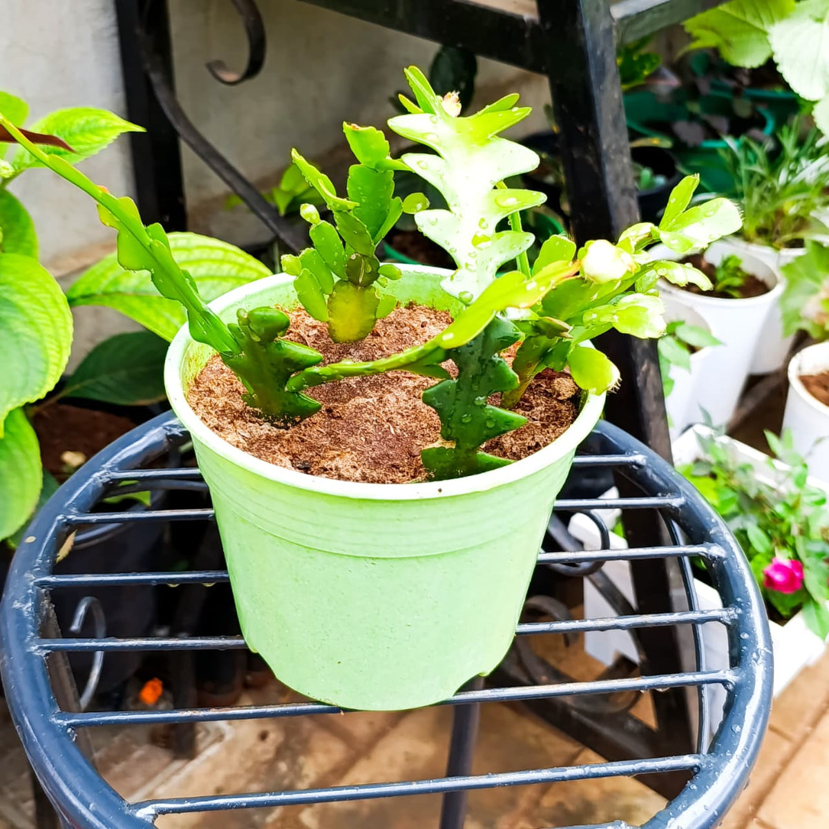 Close side view of segmented cactus in pale green pot