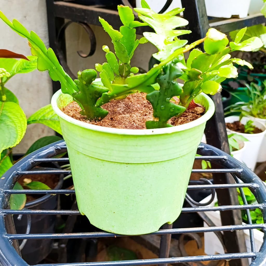Potted cactus with flattened branching stems on a garden table